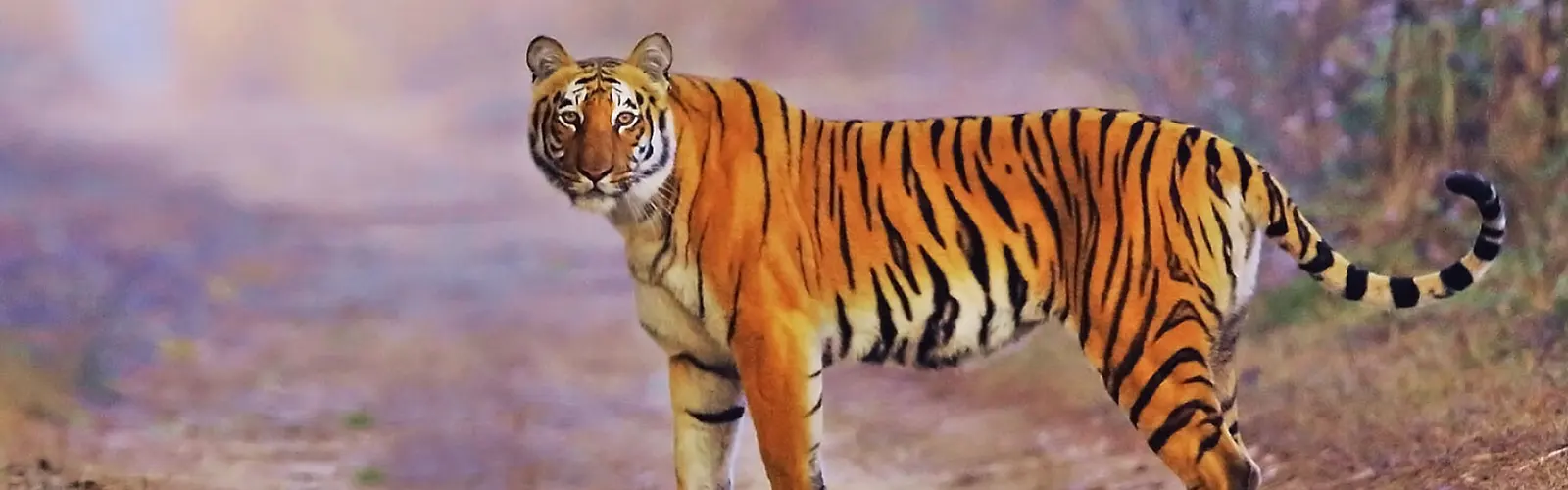 Jim Corbett with Nainital Tour