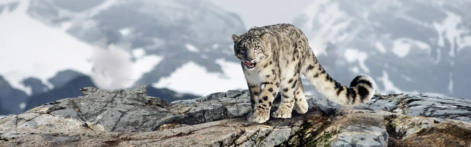 Snow Leopard Trek Ladakh