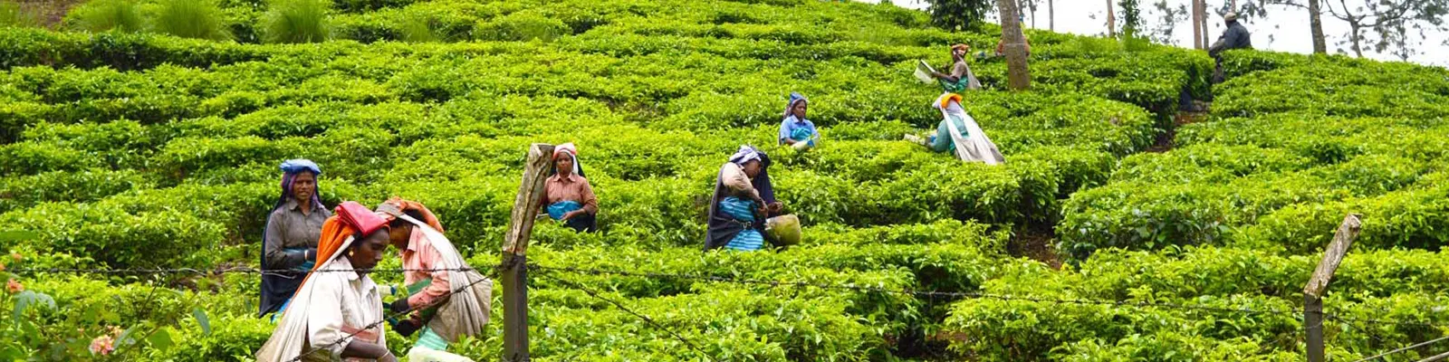 Best Bike Trips in South India