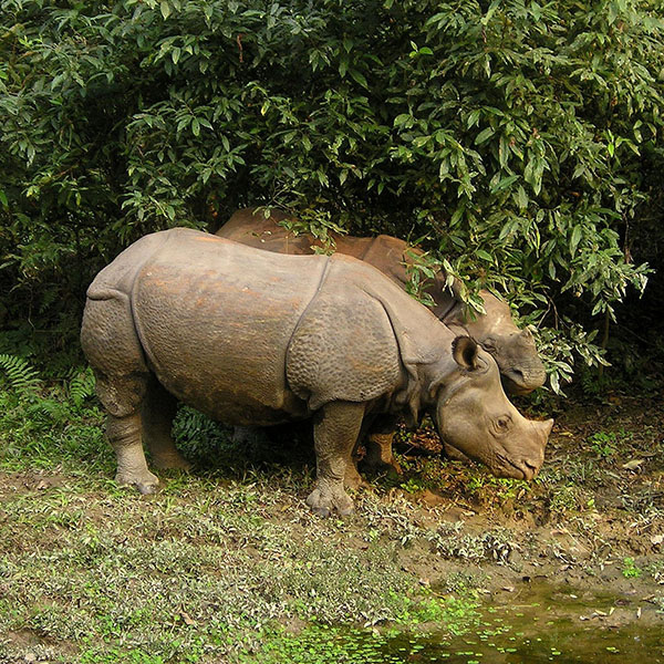 Chitwan Safari