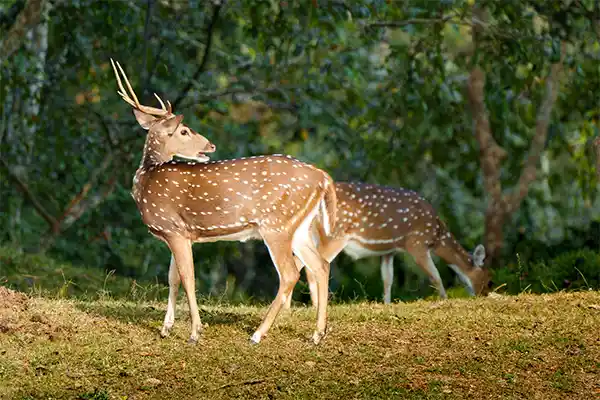 Periyar Wildlife