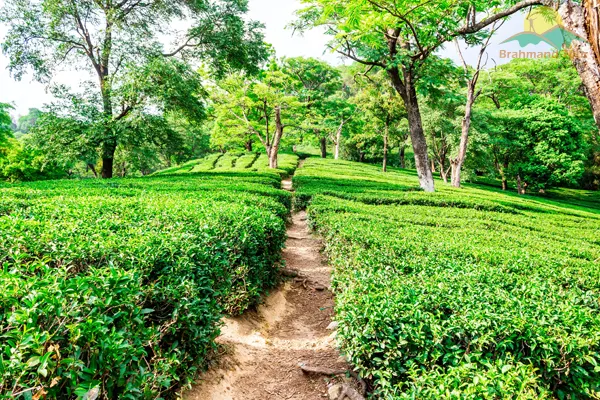 Tea Garden, Dharamshala