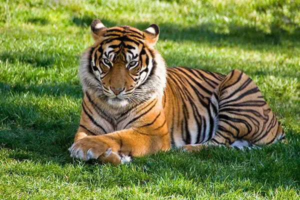 Bengal Tiger