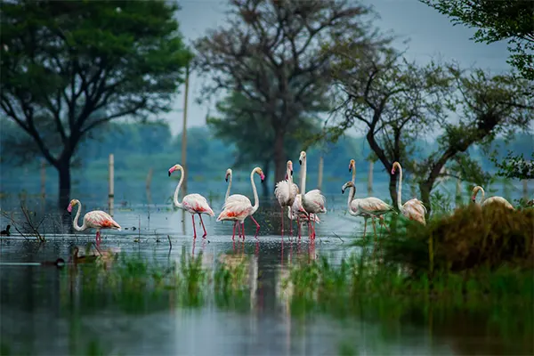 Keoladeo National Park, Bharatpur