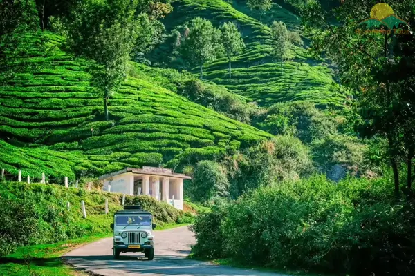 Lush green tea gardens palampur