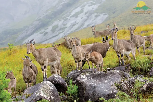 Eravikulam National Park
