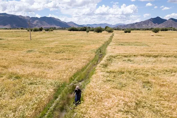 Golden Barley Fields