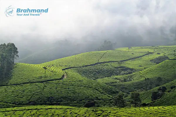 Tea Garden