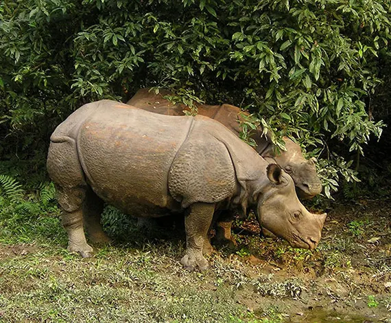 Chitwan Safari