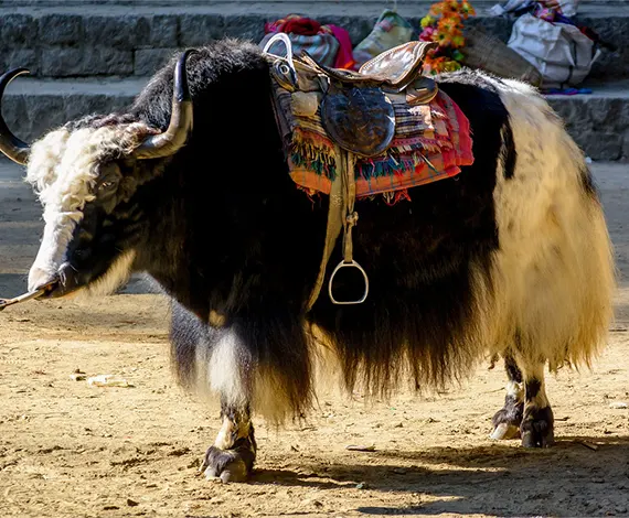 Dharamshala to Srinagar Road Trip