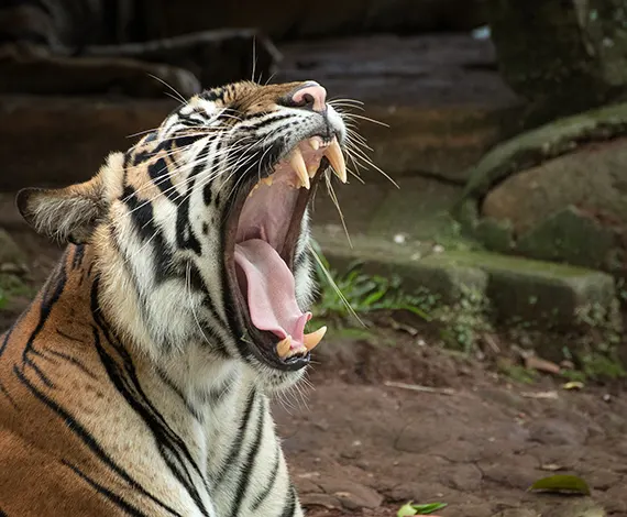 Golden Triangle with Jungle Safari