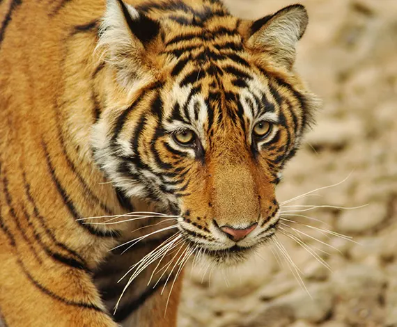 Highlights Of North India