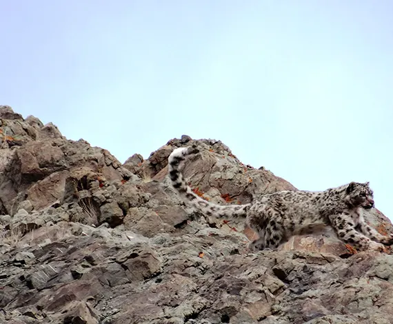 Snow Leopard Trek