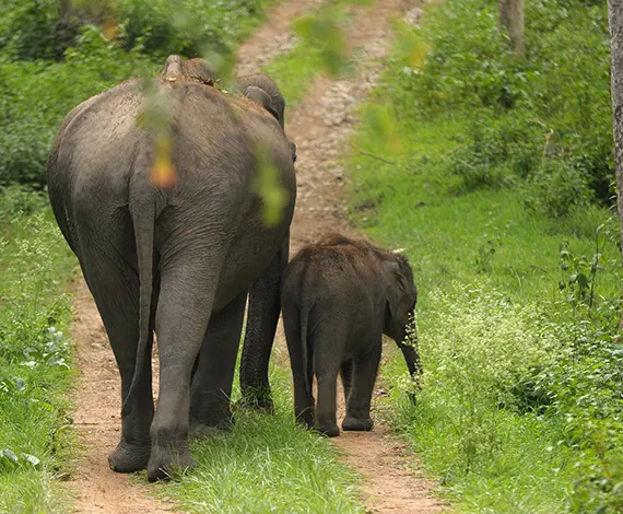 The Essence Of South India