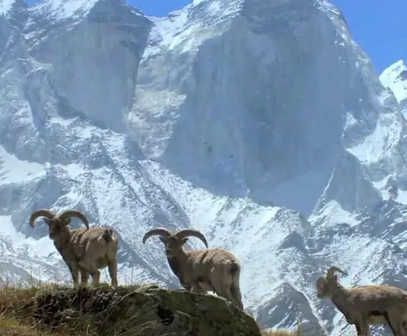 The Land Of Dalai Lama