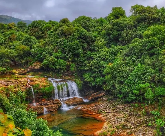 Wild Orchids & Jungles Of East