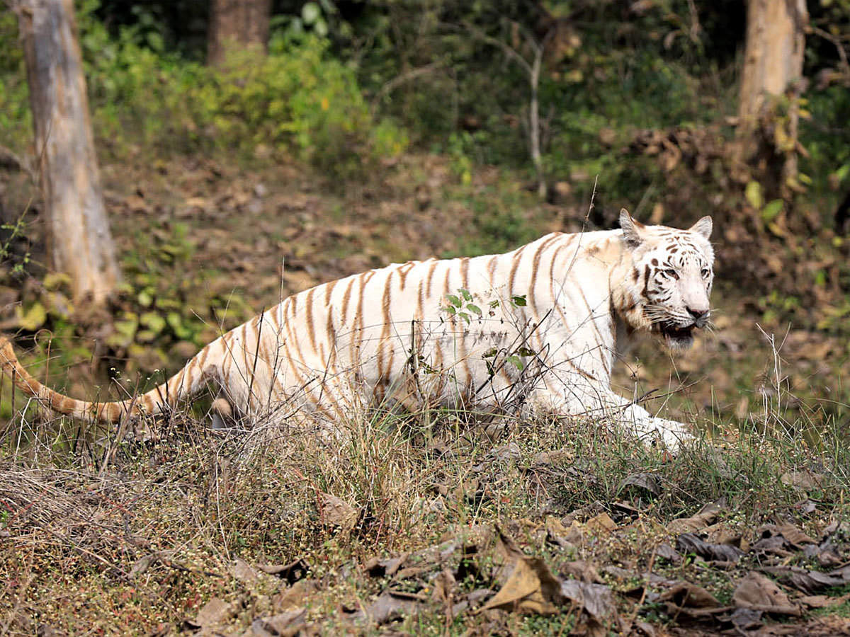 Golden Triangle with Jungle Safari Golden Triangle with Jungle Safari