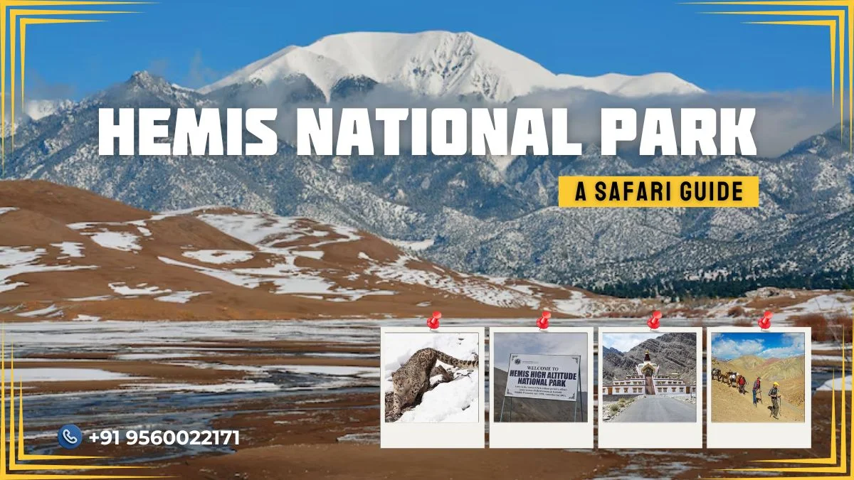 Hemis National Park - A Safari Guide